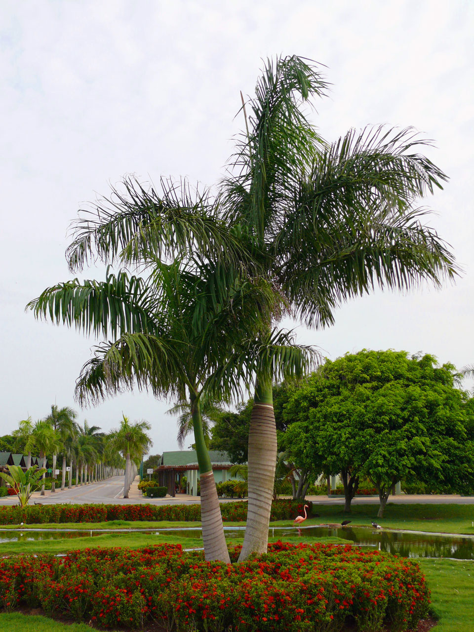  p>棕榈木,学名palmoxylon, a href="#">槟榔科 /a>,生长在 a href="