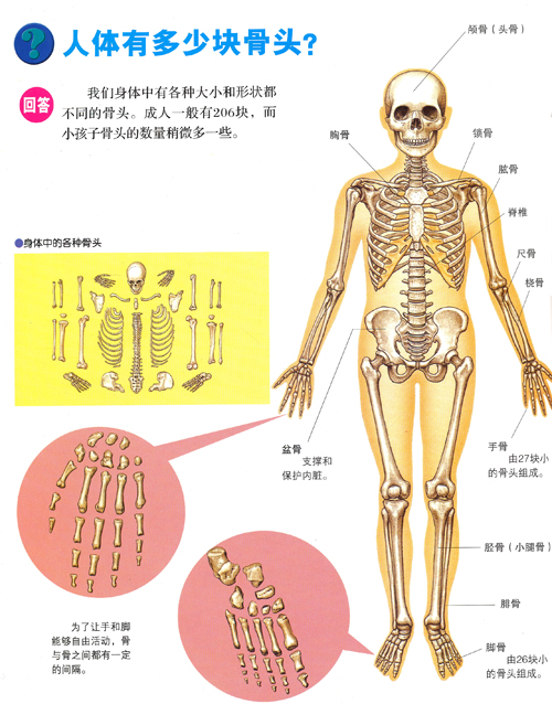 儿童健康骨骼的养成