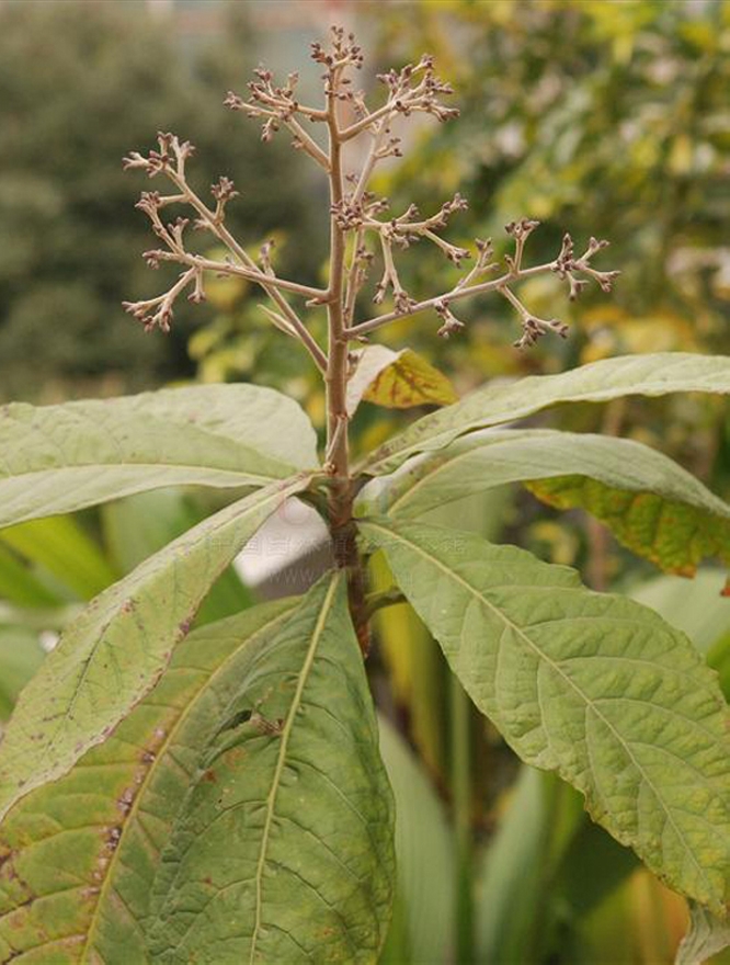  p>大叶斑鸠菊,为斑鸠菊属 a target="_blank" href="/item/小乔木