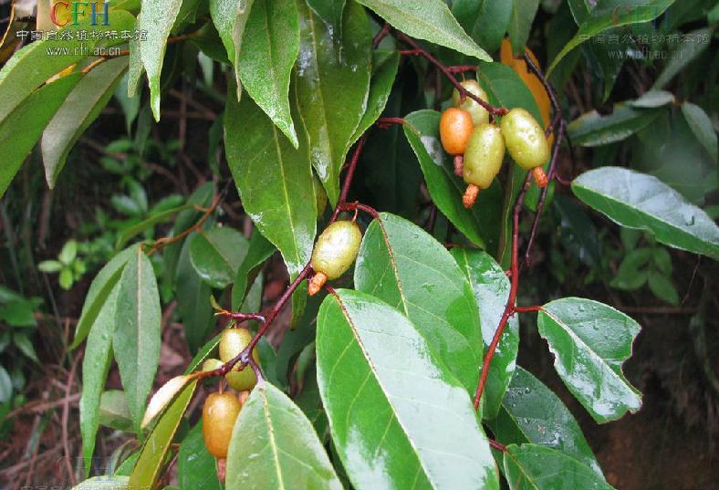  p>巴东胡颓子,别名: a target="_blank" href="/item/铜色叶胡颓子