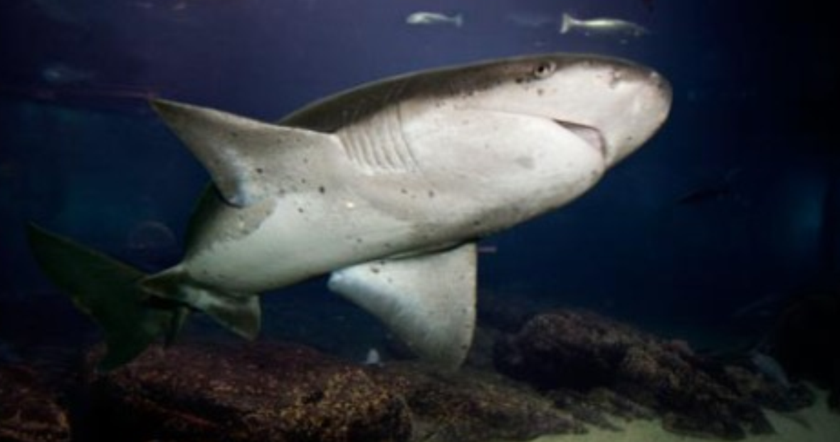  p>扁头哈那鲨(学名: i>notorynchus cepedianus /i>)是六鳃鲨科哈那