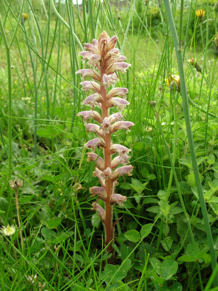  p>列当(拉丁文名: i>orobanche coerulescens /i> steph),别名 a