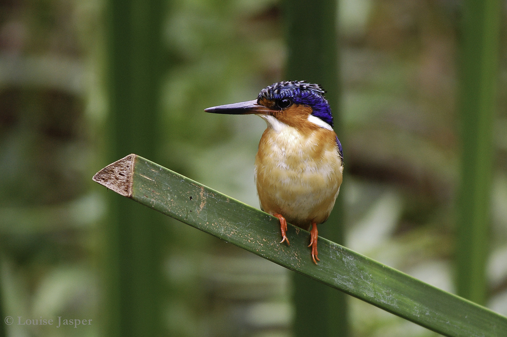  p>马岛翠鸟身长 16cm,雄鸟体重16,5-21g,雌鸟体重18-22g,雌雄完全