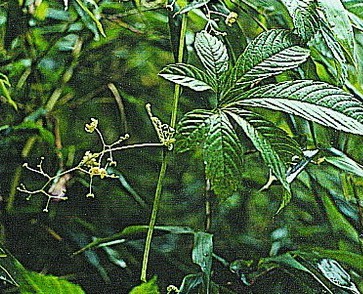  p>椭圆果雪胆,多年生攀援 a target="_blank" href="/item/草本