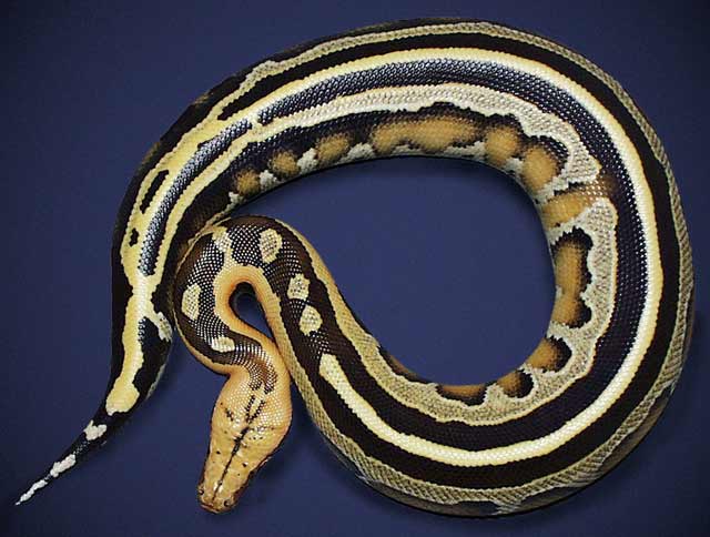  p>血蟒(学名:python curtus)是 a href="#">蛇亚目 /a> a href="#">