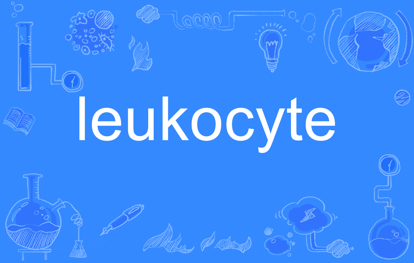 leukocyte