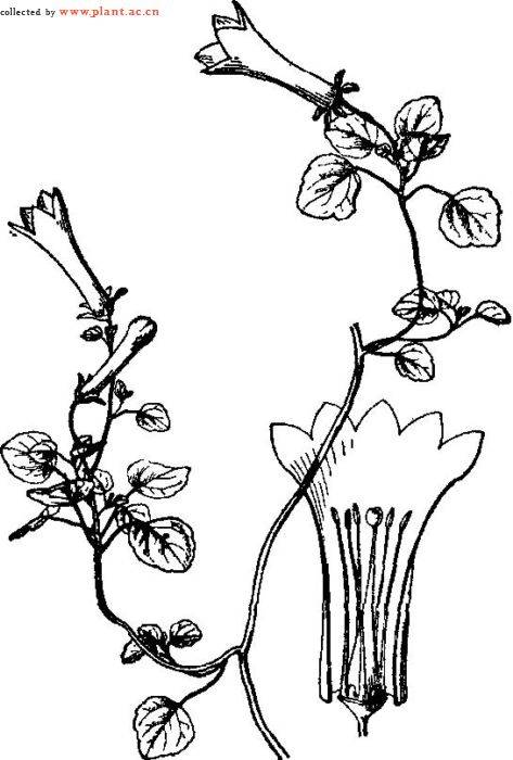 细钟花_百度百科