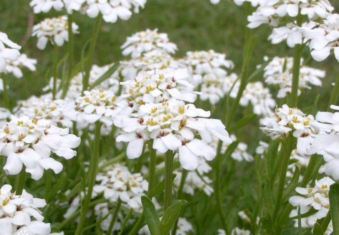  p>屈曲花(学名: i>iberis amara /i> l.