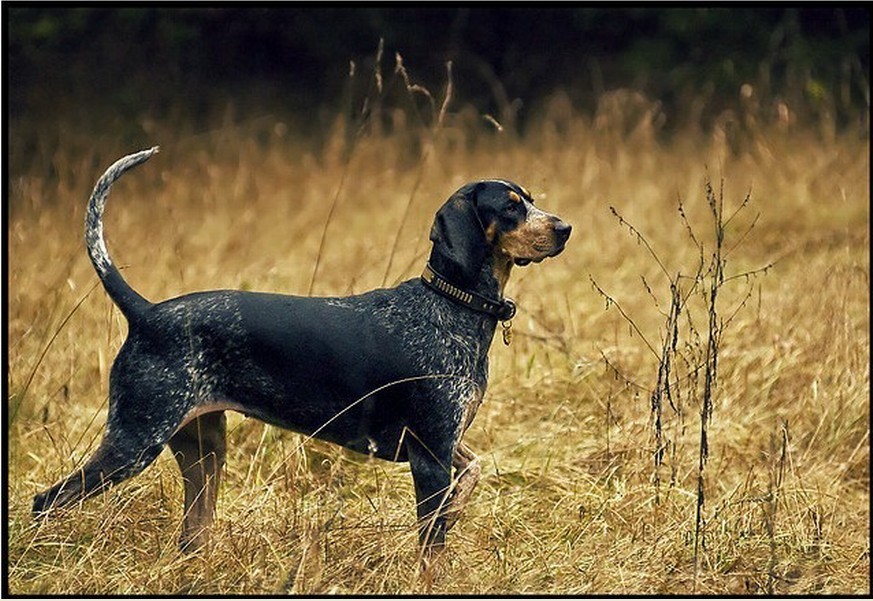 布鲁特克猎熊犬