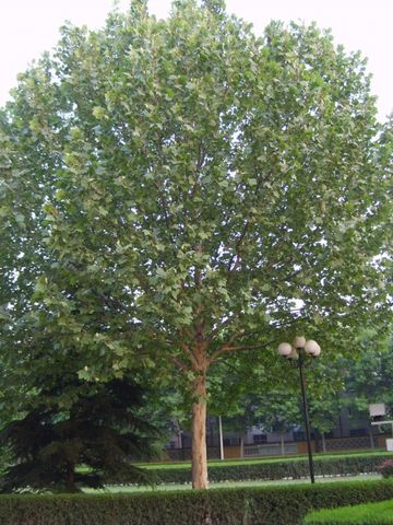  p>二球悬铃木(学名: i>platanus acerifolia /i> (aiton) willdenow)