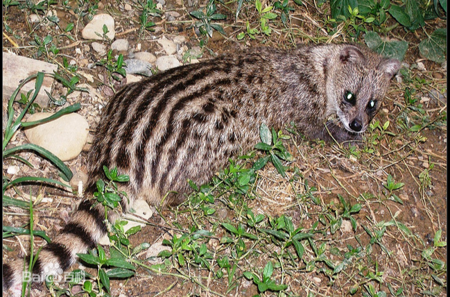  p>小灵猫(学名: i>viverricula indica /i>),俗称七间狸,乌脚狸,箭猫