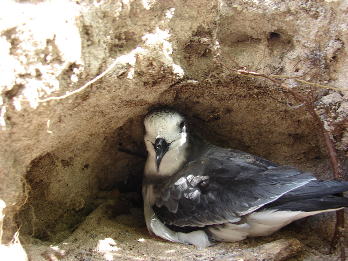  p>圆尾鹱(学名: i>pterodroma hypoleuca /i>):小型 a href="#" data