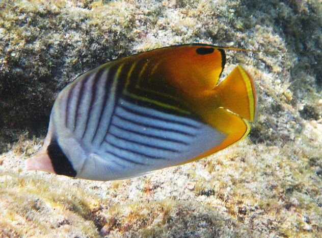  p>扬幡蝴蝶鱼(学名: i>chaetodon auriga /i>):俗名人字蝶,为 a href