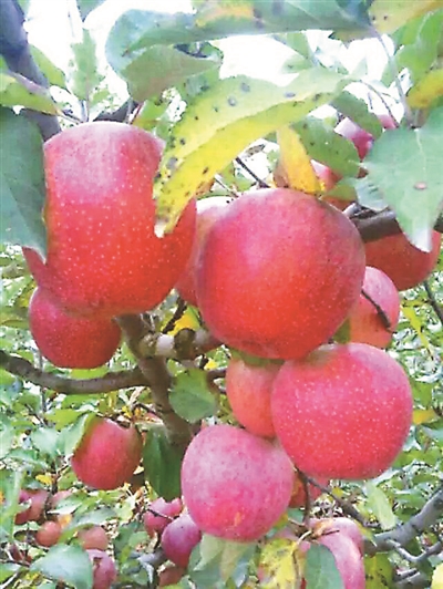 秦冠苹果