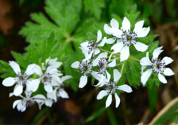  p>展毛银莲花(学名:anemone demissa hook.f.