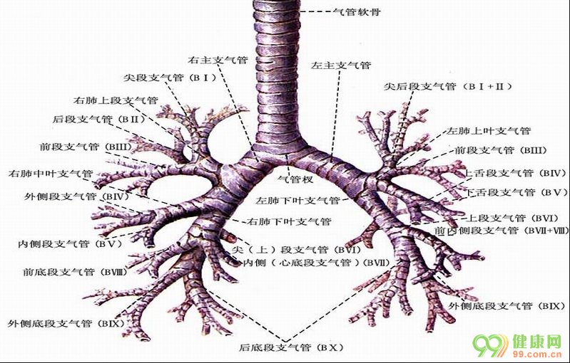 由背面不封口的c形软骨环组成,c形软骨环作气管的支架,保持气体畅通