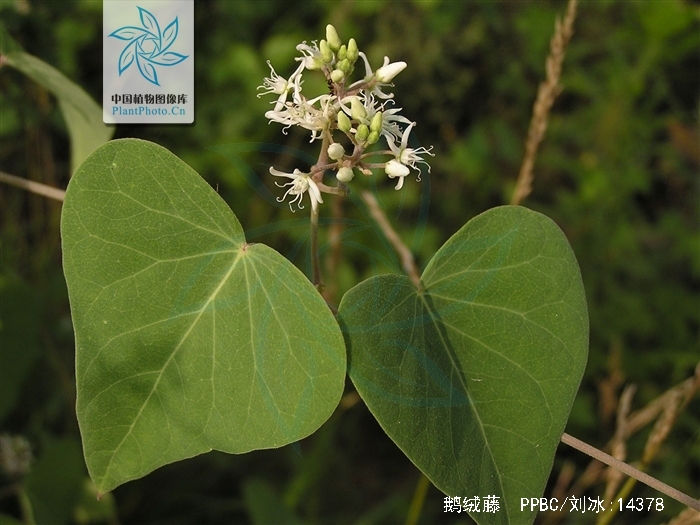  p>鹅绒藤,中药名.为萝藦科植物鹅绒藤 i>cynanchum chinense /i> r.