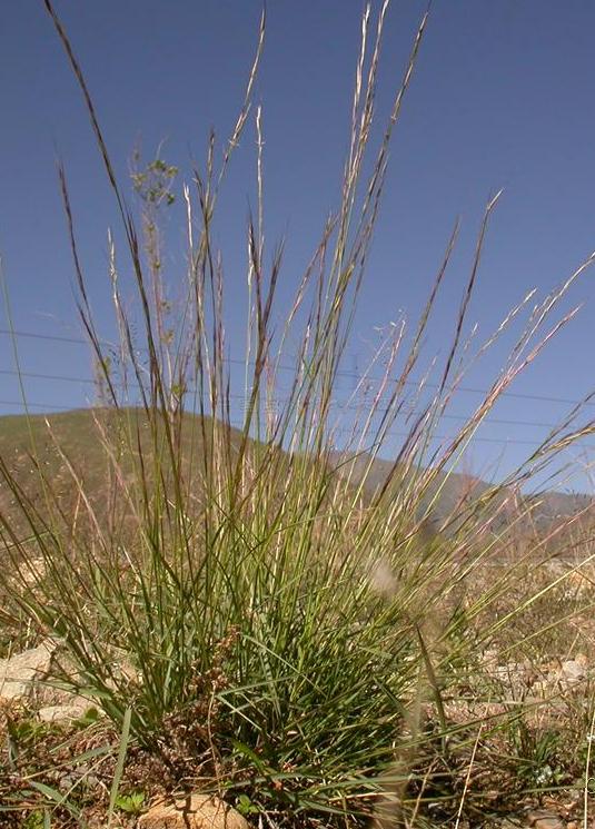  p>藏布三芒草(学名: i>aristida tsangpoensis /i> l.