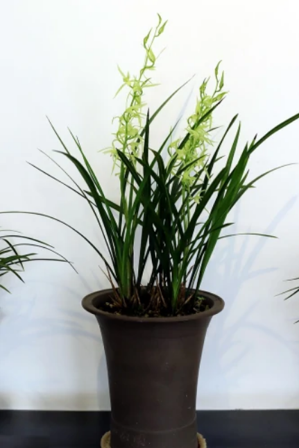  p>寒兰(学名: i>cymbidium kanran /i> makino)是兰科兰属地生植物