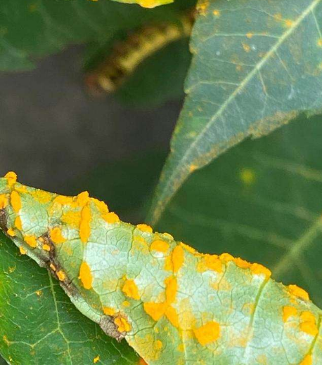 香椿叶锈病