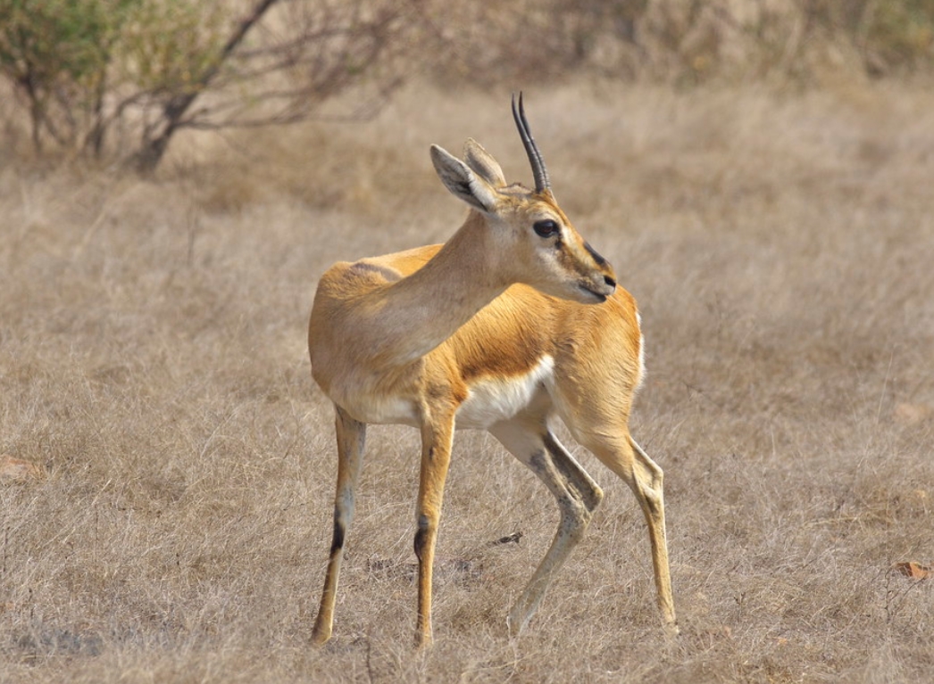  p>瞪羚属(学名: i>gazella /i>):是哺乳纲,偶蹄目,牛科的一属动物.