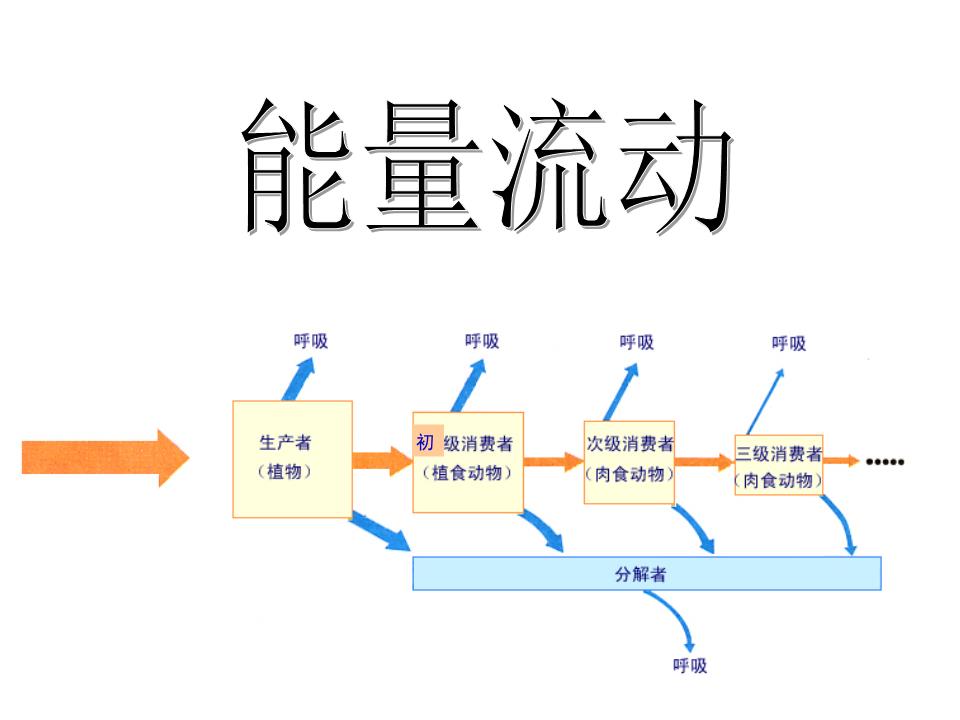 能量流动