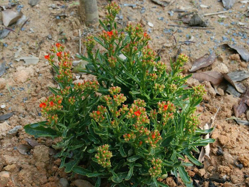  p data-id="go17lxfiyb">伽蓝菜( i>kalanchoe