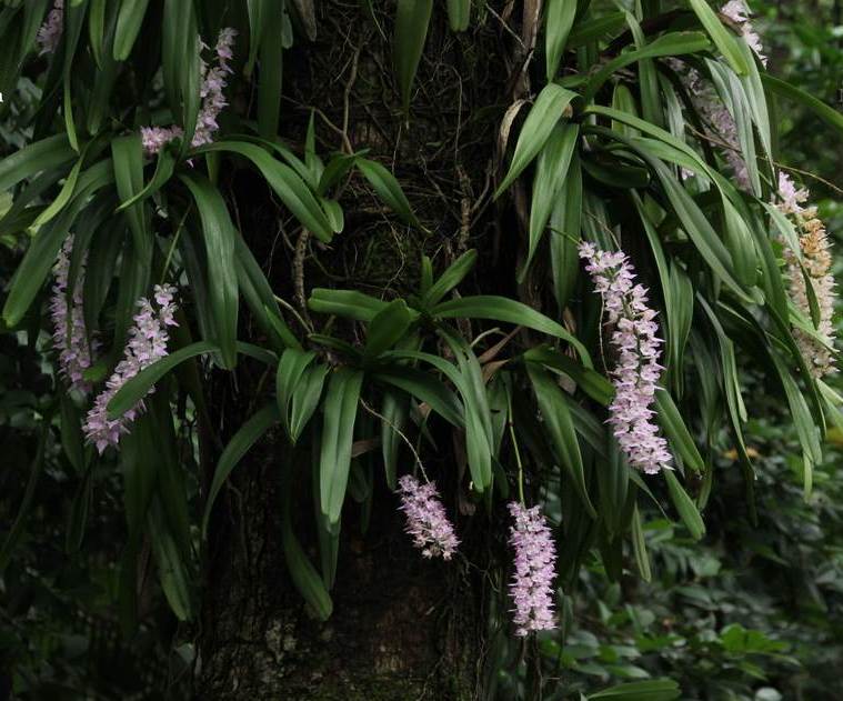  p>多花指甲兰( i>aerides /i>  i>rosea /i> lodd. ex lindl.