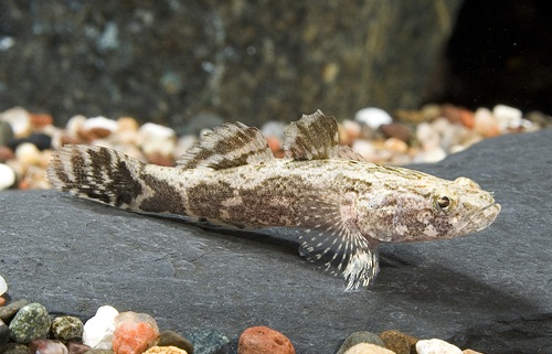  p>云斑尖塘鳢(学名: i>oxyeleotris marmorata /i>)是塘鳢科,尖塘鳢