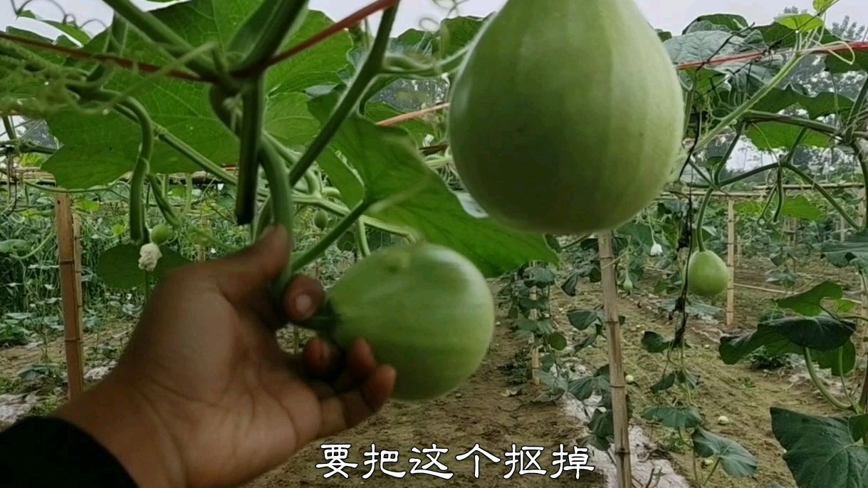 匏瓜（葫芦科葫芦属植物）_百度百科