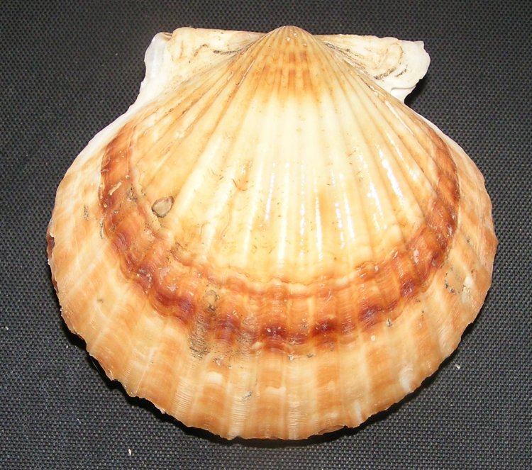  p>海湾扇贝(学名: i>argopecten irradians /i>)是扇贝科,海湾扇贝属