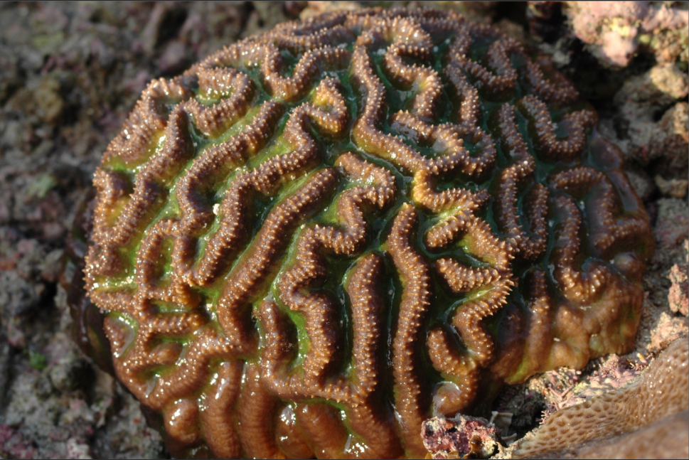  p>珊瑚体呈脑纹形,沟纹浅,中央为规则的直纹,边缘则为不规则的弯曲.