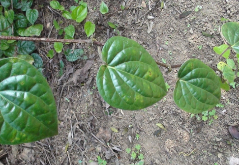 蒌叶（胡椒科胡椒属植物）_百度百科