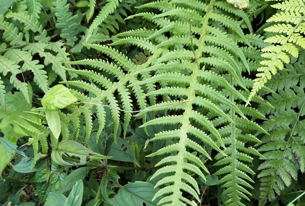 延羽卵果蕨