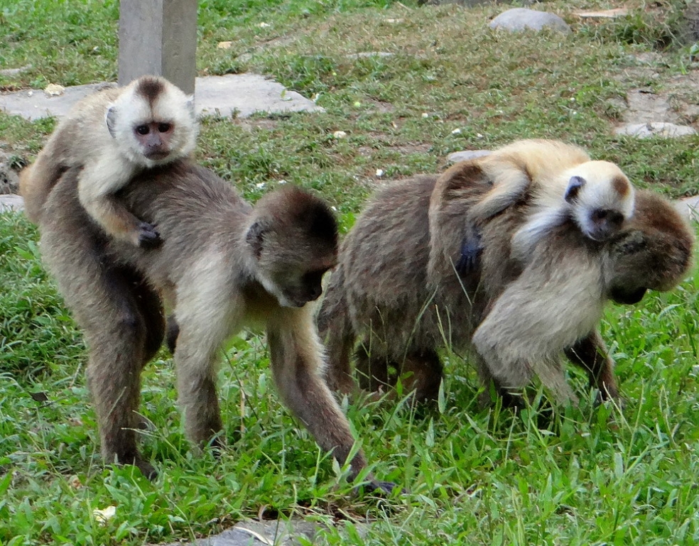  p>黑带卷尾猴(学名: i>cebus olivaceus /i>):是卷尾猴科,卷尾猴属的