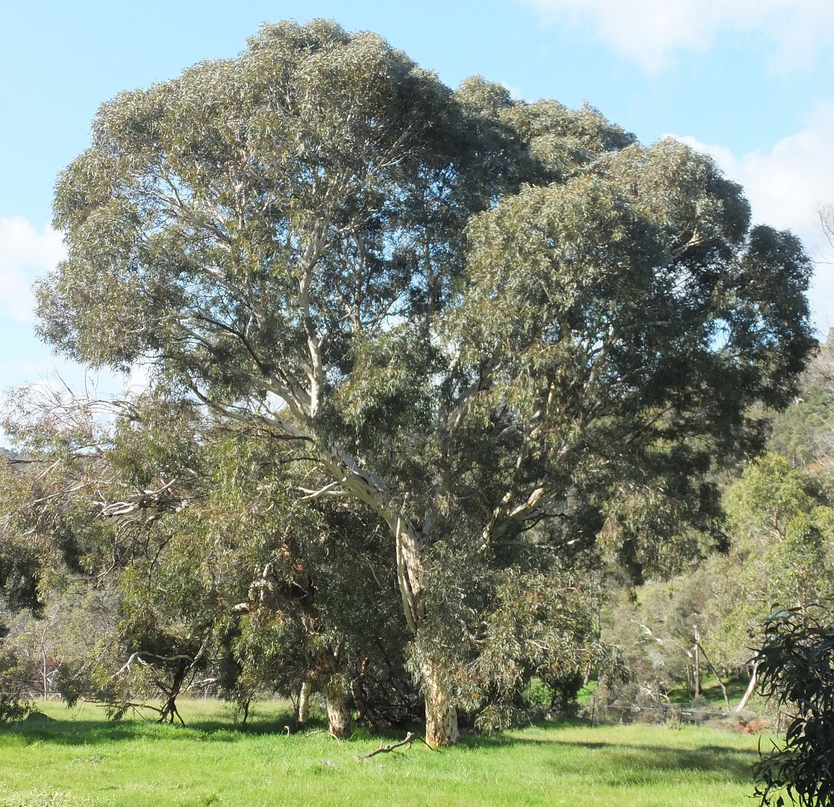 eucalyptus laeliae podger & chippend.