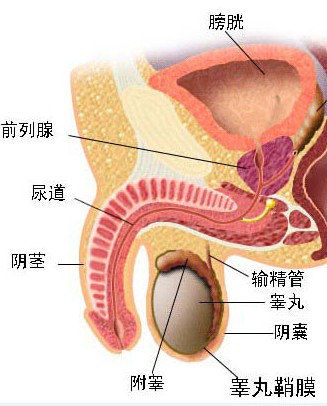 是精索里的静脉因回流受阻,而出现的盘曲扩张