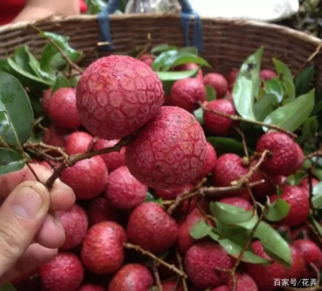 黑叶荔枝，口感爽滑，果实饱满，汁水充足，你吃过吗？_百科TA说