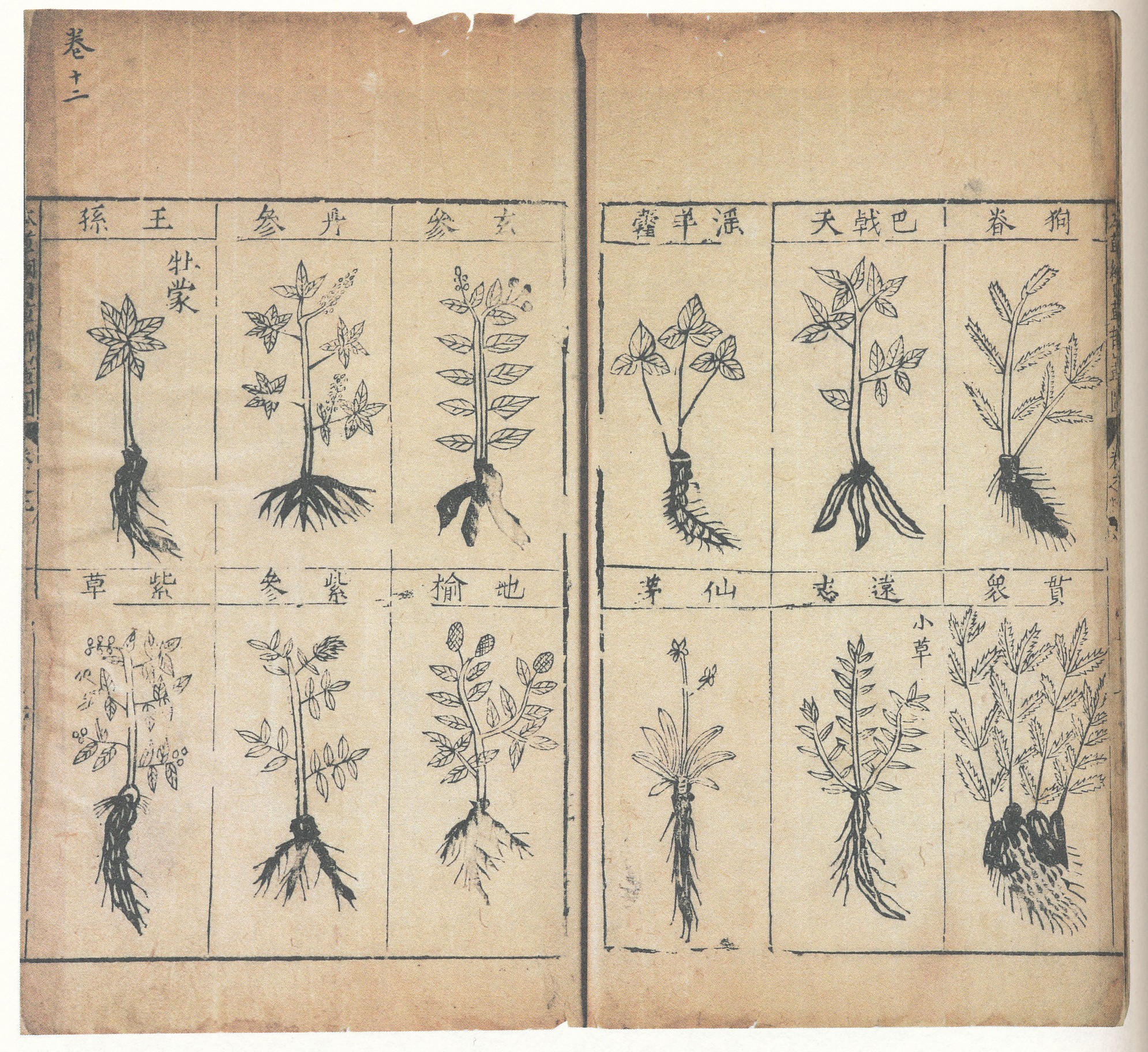 本草纲目
