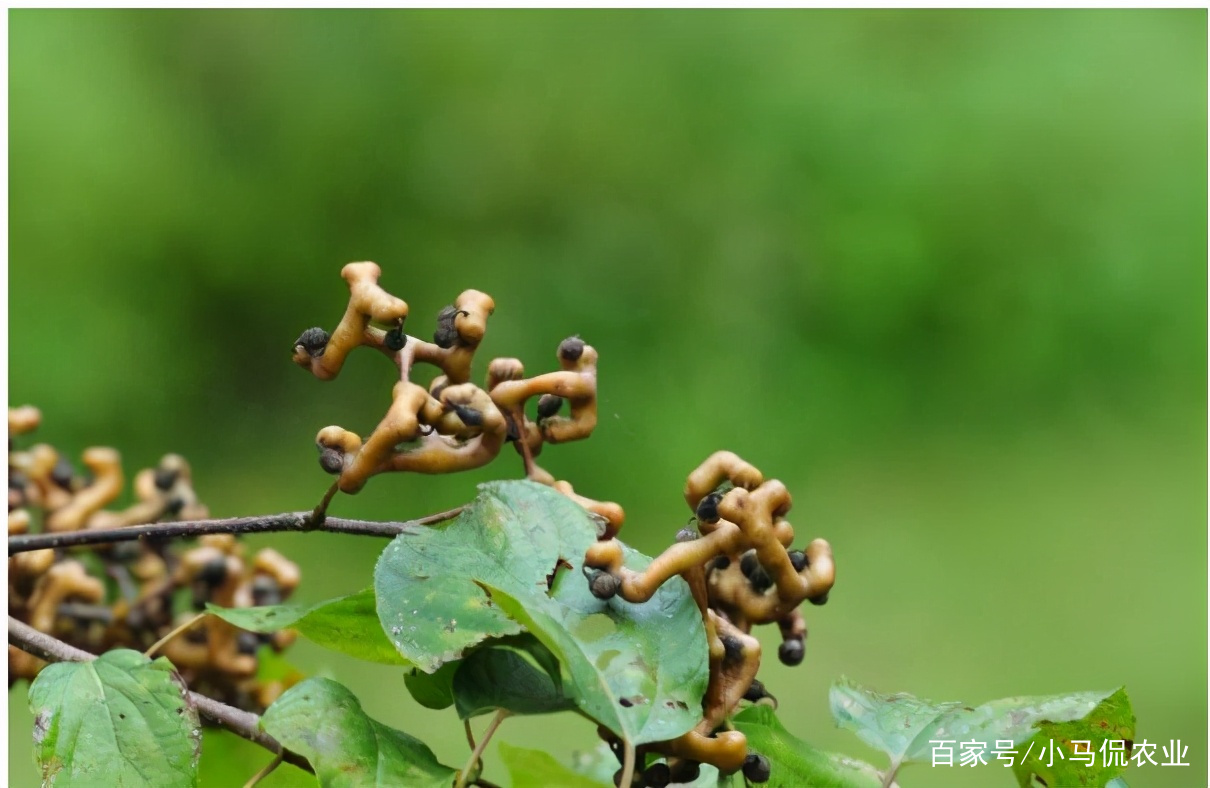 秦岭深处定情果，果像鸡爪味很甜，农村夫妻相守多年种拐枣，美了_百科TA说