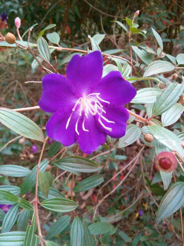 它也叫牡丹 开花能力是真牡丹的几十倍 是我认为的 宝藏花卉 百科ta说