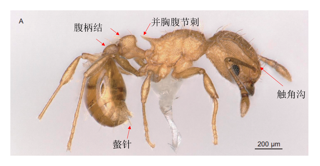 小火蚁_百度百科