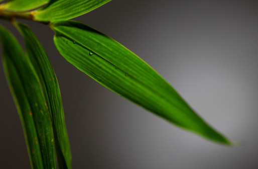 竹（禾本科竹亚科植物）_百度百科