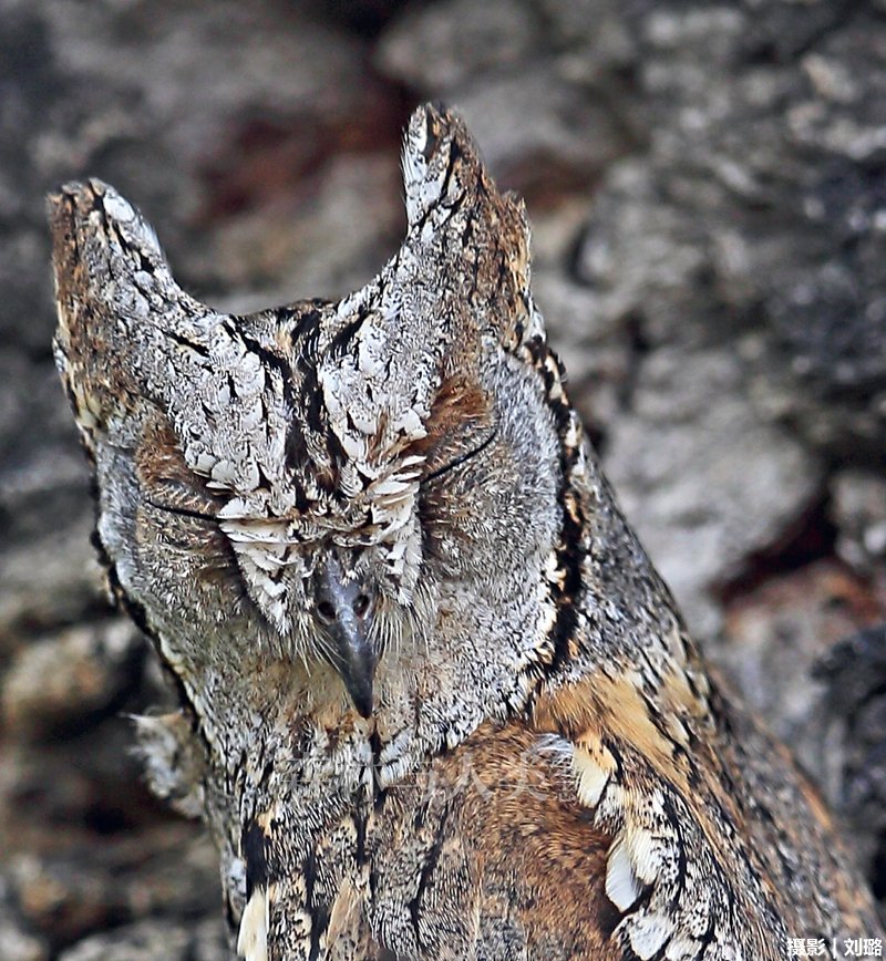 eurasian scops-owl