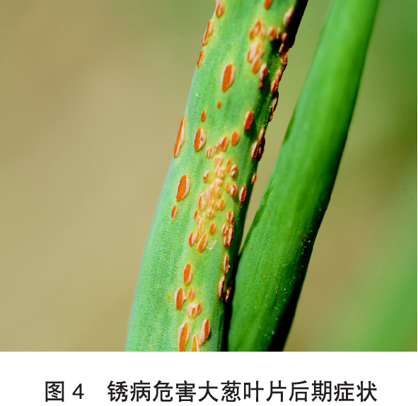 大葱锈病