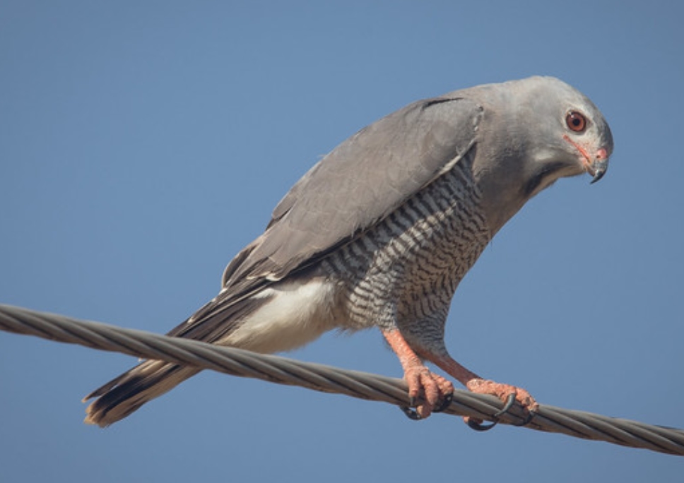  p>蜥鵟(学名: i>kaupifalco monogrammicus /i>):是鹰科,蜥鵟属的一