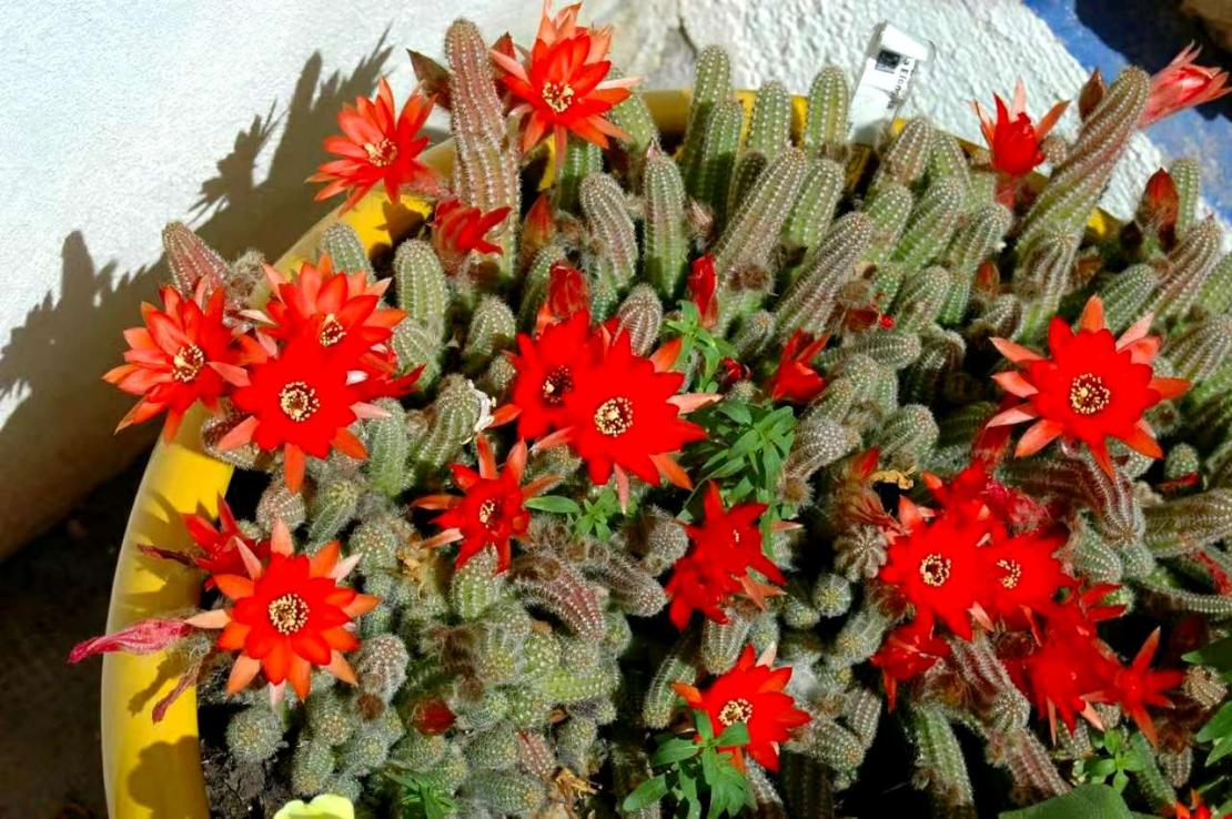 白檀柱 火红的花 是坚毅的 心 百科ta说