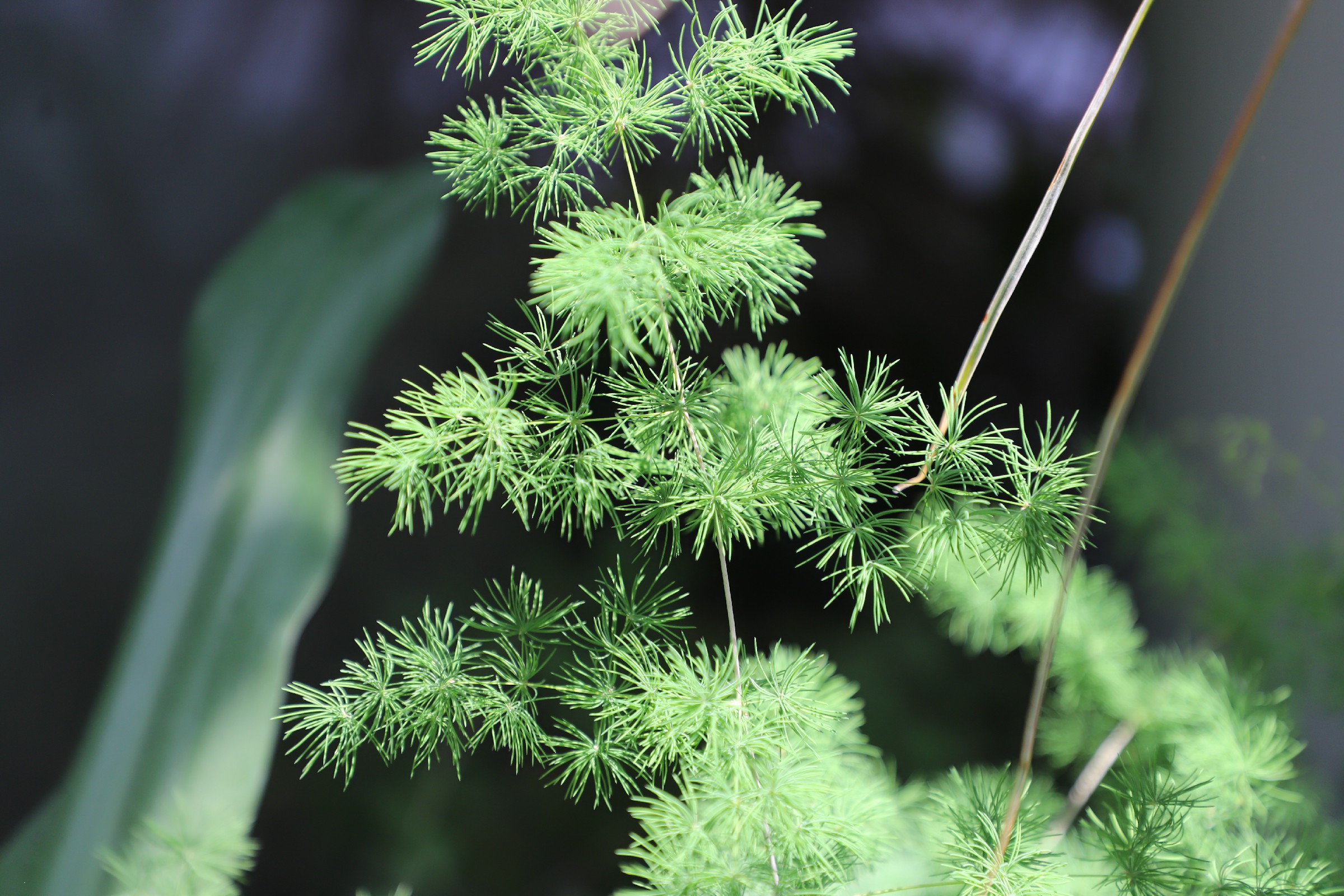 是天门冬科,天门冬属多年生丛生 a target="_blank" href="/item