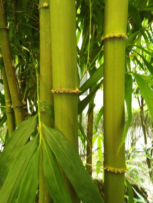  p data-id="tzooidtjpcwg">方竹( i>chimonoba