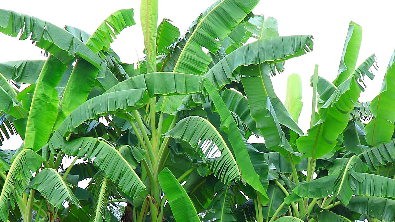芭蕉